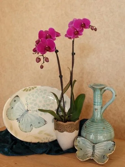 Orchid в дома особено нарастващата