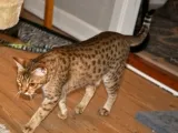 Ocicat описание порода, котки снимка, характер, цена и прегледи на собствениците