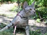 Ocicat описание порода, котки снимка, характер, цена и прегледи на собствениците