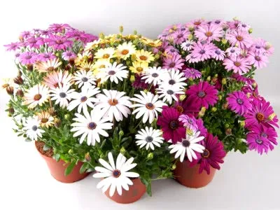 отглеждане Osteospermum и поддръжка на открито поле и възпроизводството