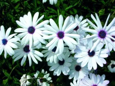 отглеждане Osteospermum и поддръжка на открито поле и възпроизводството