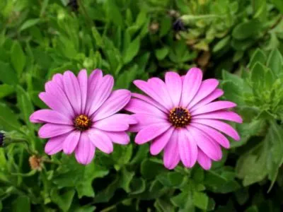 отглеждане Osteospermum и поддръжка на открито поле и възпроизводството