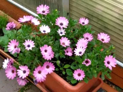 отглеждане Osteospermum и поддръжка на открито поле и възпроизводството