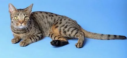 Ocicat снимки на котки, цена, описание порода, характер, видео, детски ясли - murkote за котки и котки