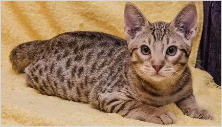 Ocicat котка снимки и видеоклипове, цена, описание порода, характер