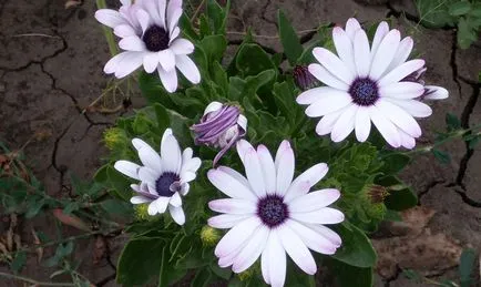 Osteospermum расте от семена, грижа и засаждане на открито място (снимка)