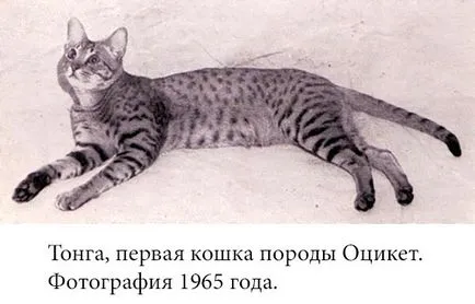 Ocicat - снимки, описание, характер, грижи, хранене, купуват