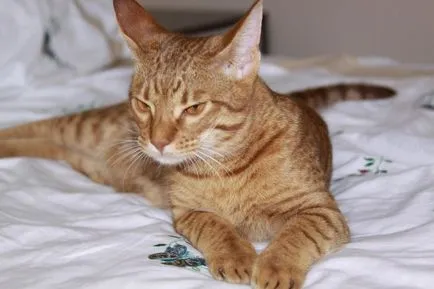 Ocicat описание порода, котки снимка, характер, цена и прегледи на собствениците