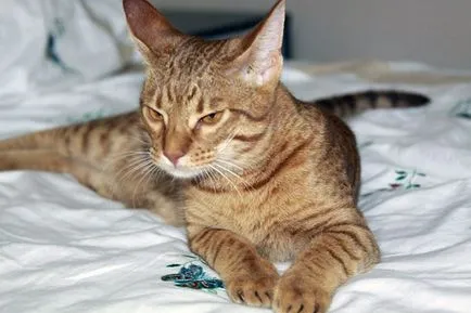 Ocicat - снимки, описание, характер, грижи, хранене, купуват
