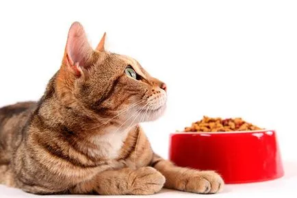 Ocicat - снимки, описание, характер, грижи, хранене, купуват