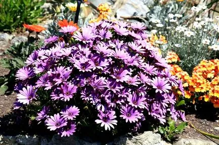 отглеждане и грижа Osteospermum