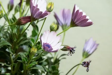 Osteospermum, култивиране и грижа на културата (Osteospermum) Osteospermum, отглеждане и грижи за културата
