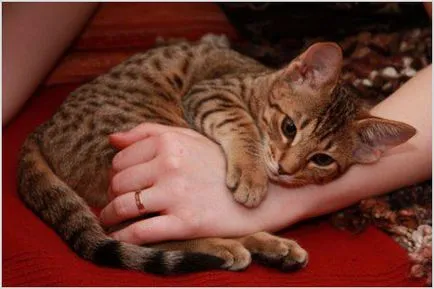 Ocicat котка снимки и видеоклипове, цена, описание порода, характер