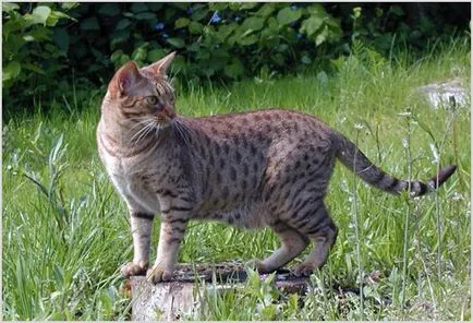 Ocicat котка снимки и видеоклипове, цена, описание порода, характер