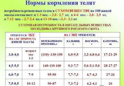 Угояване говеда (хранене на животни) като угояване телета, овце