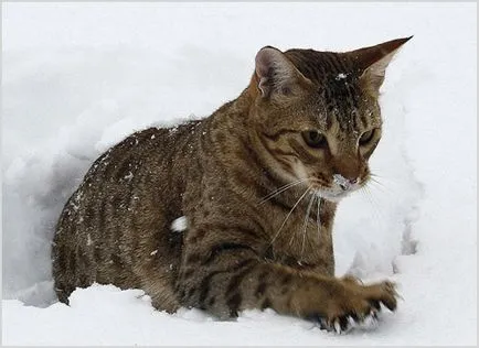 Ocicat котка снимки и видеоклипове, цена, описание порода, характер
