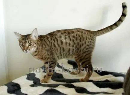 Ocicat - снимки, котки, котенца, цена, купувам, всичко за котки