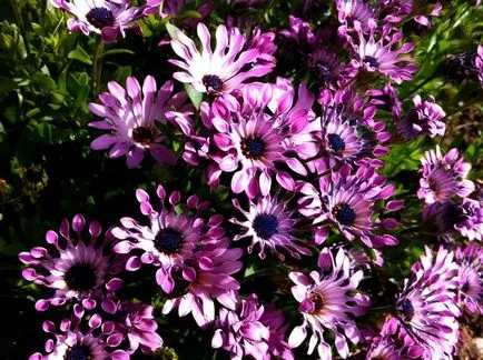 отглеждане и грижа Osteospermum