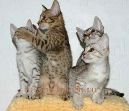 Ocicat - снимки, котки, котенца, цена, купувам, всичко за котки
