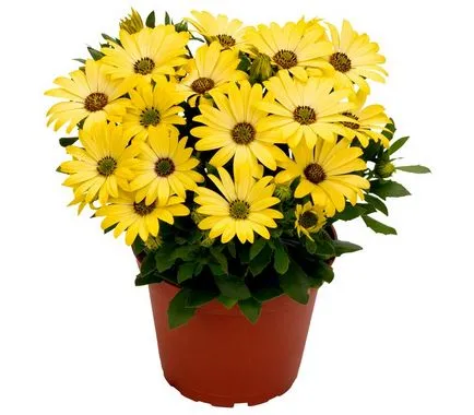 отглеждане и грижа Osteospermum