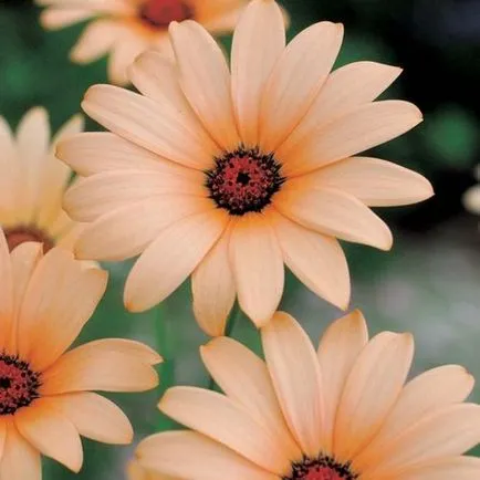 Osteospermum, култивиране и грижа на културата (Osteospermum) Osteospermum, отглеждане и грижи за културата