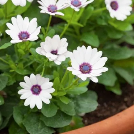 Osteospermum, култивиране и грижа на културата (Osteospermum Osteospermum, отглеждане и грижи за културата