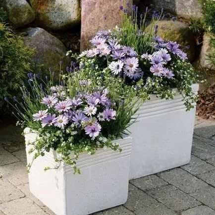 Osteospermum, култивиране и грижа на културата (Osteospermum) Osteospermum, отглеждане и грижи за културата