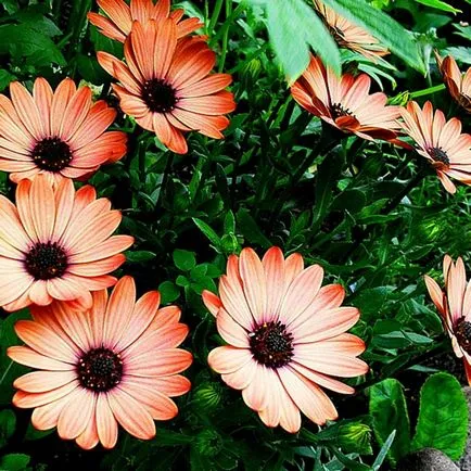 Osteospermum, култивиране и грижа на културата (отглеждане) Osteospermum, отглеждане и грижи за културата