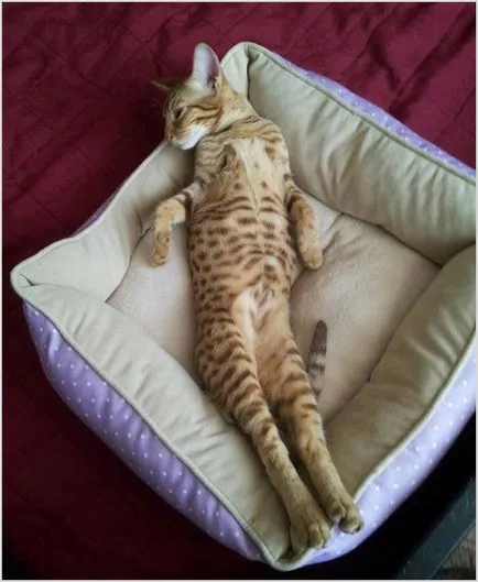 Ocicat котка снимки и видеоклипове, цена, описание порода, характер