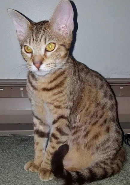 Ocicat котка снимка, видеоклип, за порода, характер, здраве