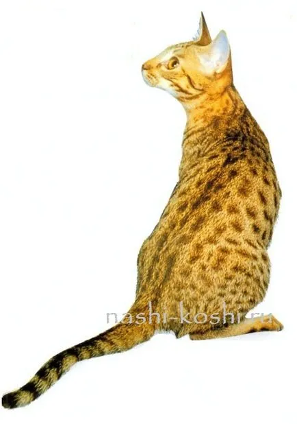 Ocicat - снимки, котки, котенца, цена, купувам, всичко за котки