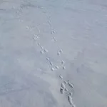заек лов през есента на chernotropu без куче