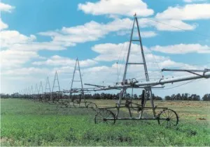 Ловни заекът на chernotropu