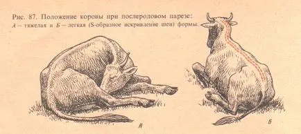 Пареза в крави симптоми, лечение, профилактика и за това как да се предотврати