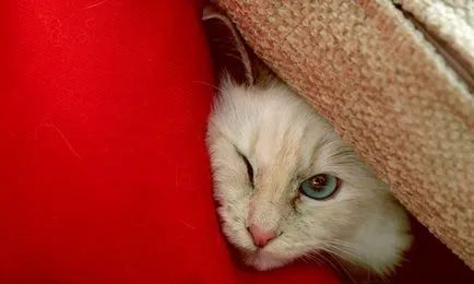 ATS - нова технология производство на фуражи котешка храна, произведена със съхраняването на всички полезни