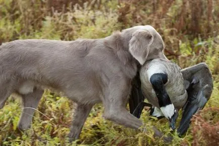 Weimaraner ловно куче порода описание, характер, ревюта, снимки