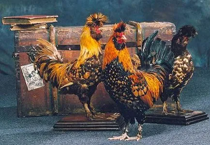 Павлов пилета снимка описание скали, производителност, съдържание