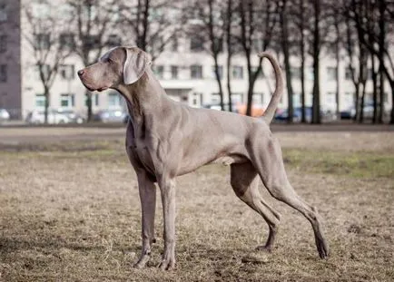 Weimaraner ловно куче порода описание, характер, ревюта, снимки