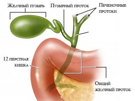 Подобряване на жлъчния мехур