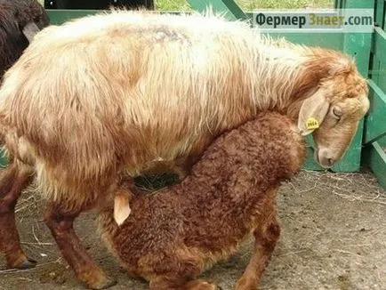 Овче месо породи на основното и единствено