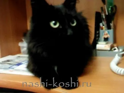 Спомени и чувства котки, всичко за котки
