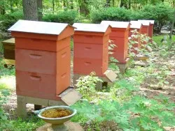 Превозване на пчели в различните сезони - практически съвети