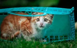 Първият ден на котето в дома си - catstock