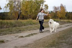 Пиринеите планина куче - описание, снимки, видео, цената на кученцата, 