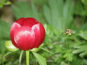 Paeonia Officinalis лечебни свойства и противопоказания, прилагане на божур листа и корени