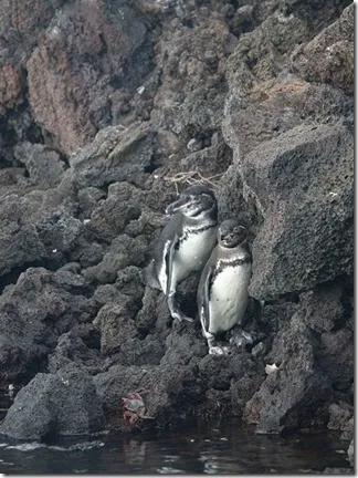 Penguins - необичайни птици