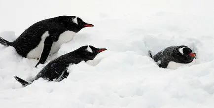 Penguins, животински енциклопедия