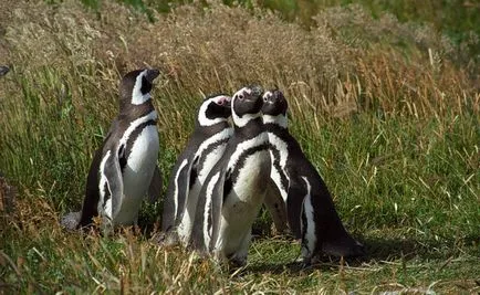 Penguins, животински енциклопедия