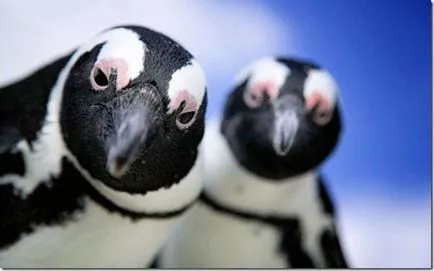 Penguins - необичайни птици