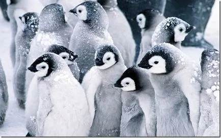 Penguins - необичайни птици
